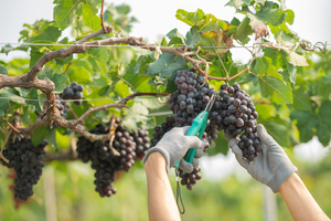 hands holding and cutting grape from the plant. Woman with glove